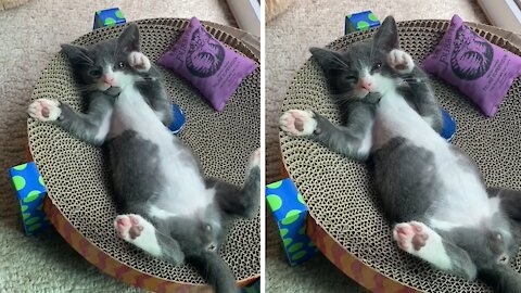 This Kitten Is More Relaxed Than You'll Ever Be!