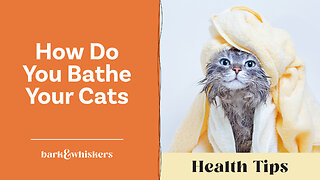 Dr. Becker on How Do You Bathe Your Cats