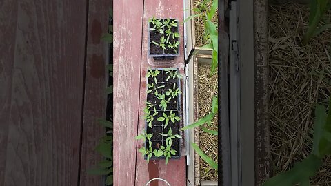 Saving to grow volunteer tomatoes,