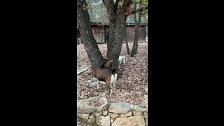 Westie hilariously plays epic hide-and-seek game with goat