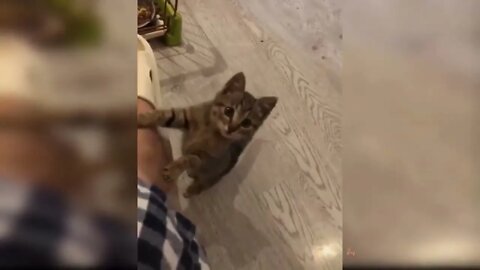 Cutest kitten cat💕🥰 #catvideos #catlovers #cats