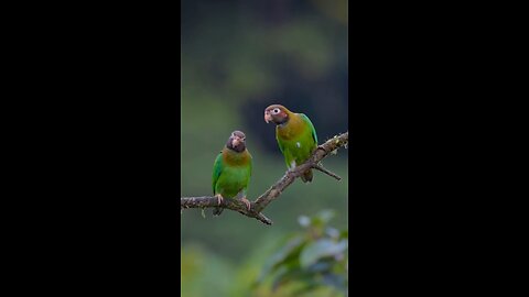 Cuddly parrots