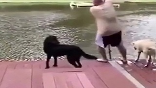 Dogs who think their owners get drowned