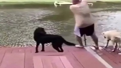 Dogs who think their owners get drowned