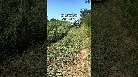 Baling Sorghum Sudangrass for Pastured Pigs #covercrop #farming #cropmanagement #berkshires