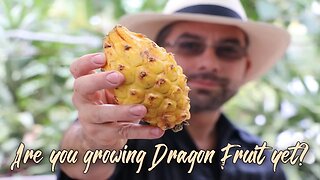 3 reasons to start growing dragon fruit today