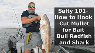 Salty 101- How to Hook Cut Mullet for Bait Bull Redfish and Shark