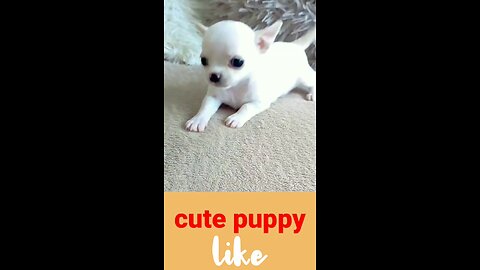 cute puppy#cutepuppy#dog#doglover#cutedog#viral#trending#shorts