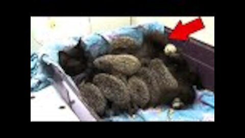 Cat Gives Birth, Then Doctors Realize They’re Not Kittens