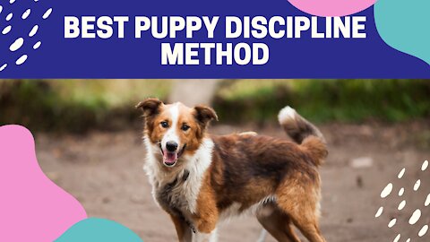 Best puppy discipline method