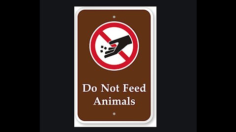 Don't Feed The Animals!