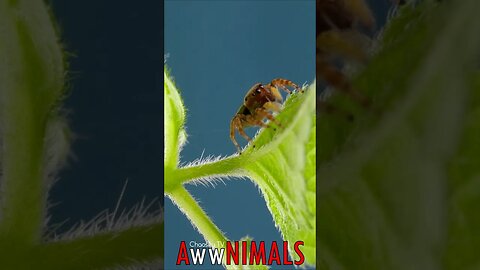 #AwwNIMALS - Cute Jumping Spider