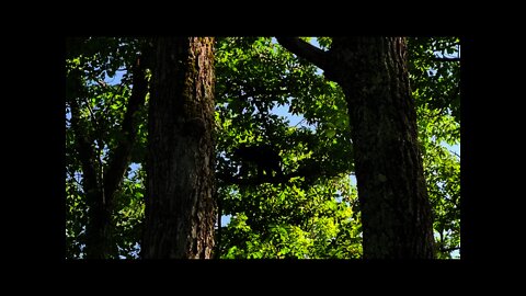 Bears in a Tree #1 - 08/27/21