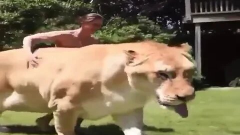 Unbelievable Animals - Meet The Liger