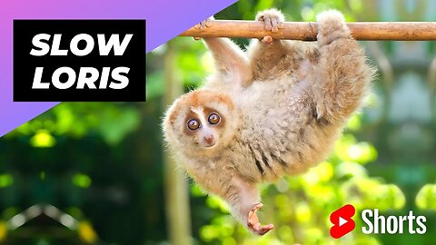 Slow Loris 🦥 One Of The Cutest But Most Dangerous Animals In The World #shorts