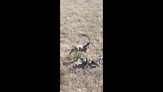 This deer knows when to fight and when to run