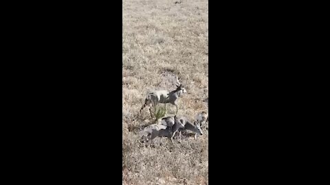This deer knows when to fight and when to run