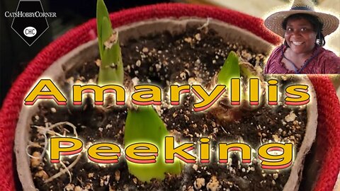 Amaryllis Peeking