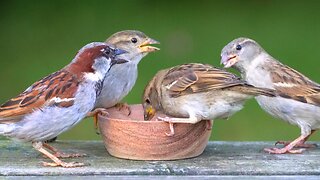 House Sparrows Got Used to the Wooden Feeding Bowl Really Quickly