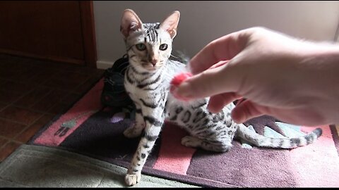 Funny Bengal Cat Fetches Like a Dog