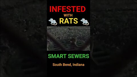 SMART SEWERS - Infested With Rats - South Bend, Indiana #southbend #rat #rodents