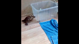 The turtle pushing a container