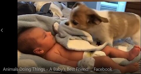 Animals Doing Things - A Baby's Best Friend!