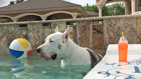 Max the Great Dane Enjoys His Pool Party
