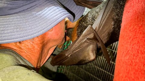 Bat Attack! Poppy Goes Deep Throat - More Hazards When Filming Whilst Working In A Bat Aviary