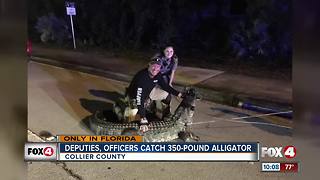 Deputies, Officers Catch 350-Pound Gator