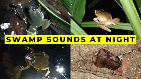 Swamp and Bog sleep sounds