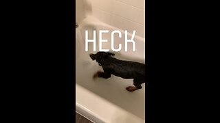 Puppy has mind blown by first bath experience
