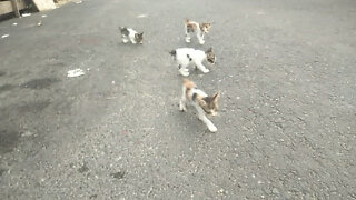 There are five kittens who are looking for their mother
