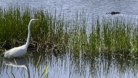 Alligator Stalks Great Egret And Little Blue Heron (Widescreen) 4K