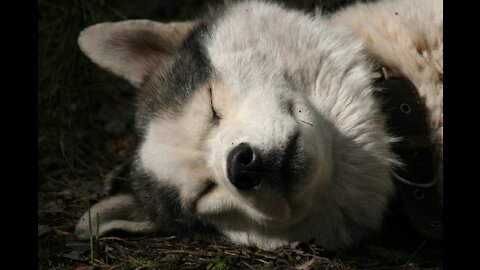 Husky dreams In His SLEEP ! He Has Strange Dreams! So Funny!
