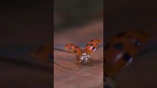 WOW! Slow-motion take off of a ladybug 🐞 #nature