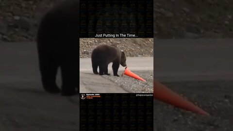 Bear annoyed by cone that was knocked over.