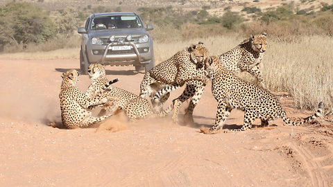 Coalition Of Cheetahs Attack Female | SNAPPED IN THE WILD