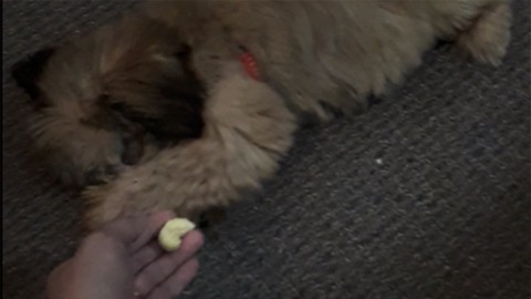 Puppy Rejects A Banana In The Most Adorable Way