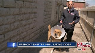 Flood-Dispaced Dogs at Fremont Shelter