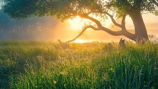 3 Hours of Relaxing Meditation Music