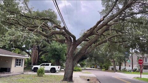 Y-shaped trees have Florida residents questioning utility companies