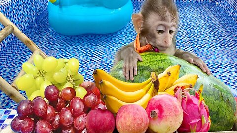 Baby monkey Bim Bim playing in the pool with puppy and eating fruits