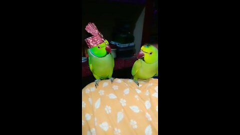 Aaye hum barati barat leke #viral #cute #funny #fun #short #funcutefunny #funnyanimals #cuteanimals