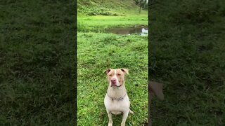 Look at me I'm a good boy! Where's my treat!