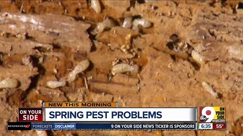 Think you 'mite' have a creepy-crawly problem? How to get rid of termites in your home