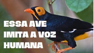 Ave que imita perfeitamente a voz humana (Gracula religiosa)