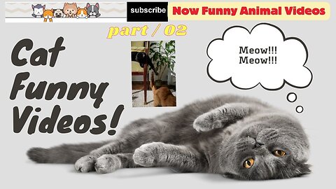 New Funny Animals 😸🐶 Best Funny Cats Videos Of The Week part /02