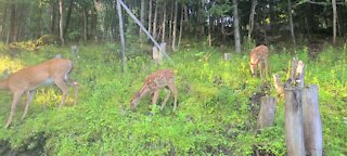 Fawns chasing after mama