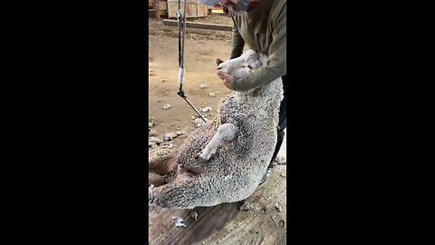 Sheep 🐑 almost gets stuck in the chute 😭